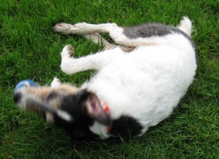 Jack rolling over